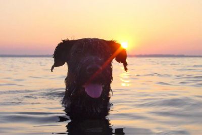 schwimmender Hund in der Ostsee