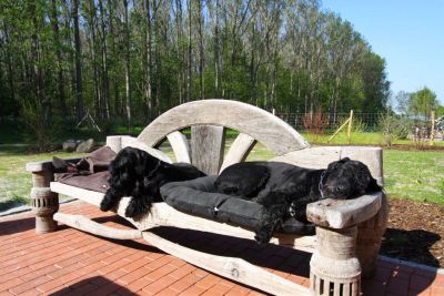 schlafende Hunde auf Bank