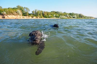 schwimmender Hund in der Ostsee