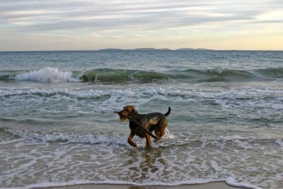 Hund trägt Stock aus Meer